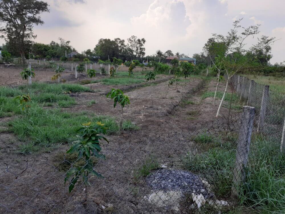 Đất Đức Hòa dưới 100 triệu - 1