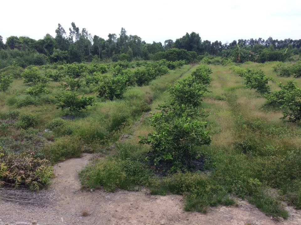 Dự đoán giá đất nông nghiệp huyện Bến Lức tăng trở lại - 1