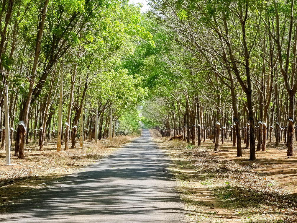 Nhà đất Bình Dương giá rẻ - 6