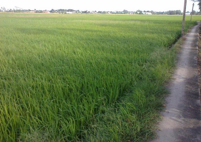 Đất ruộng giá rẻ Cần Giuộc - 4