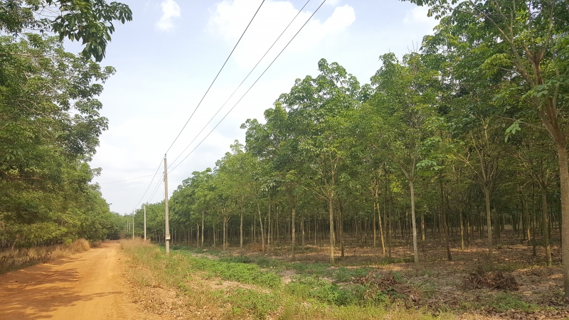 Bán đất Dương Minh Châu, Tây Ninh - 2