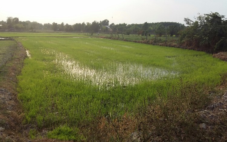 Bán đất ruộng Tây Ninh - 2