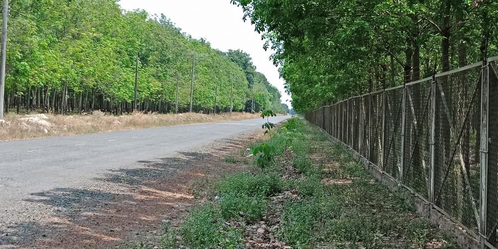 Bán đất cao su Dương Minh Châu, Tây Ninh - 3