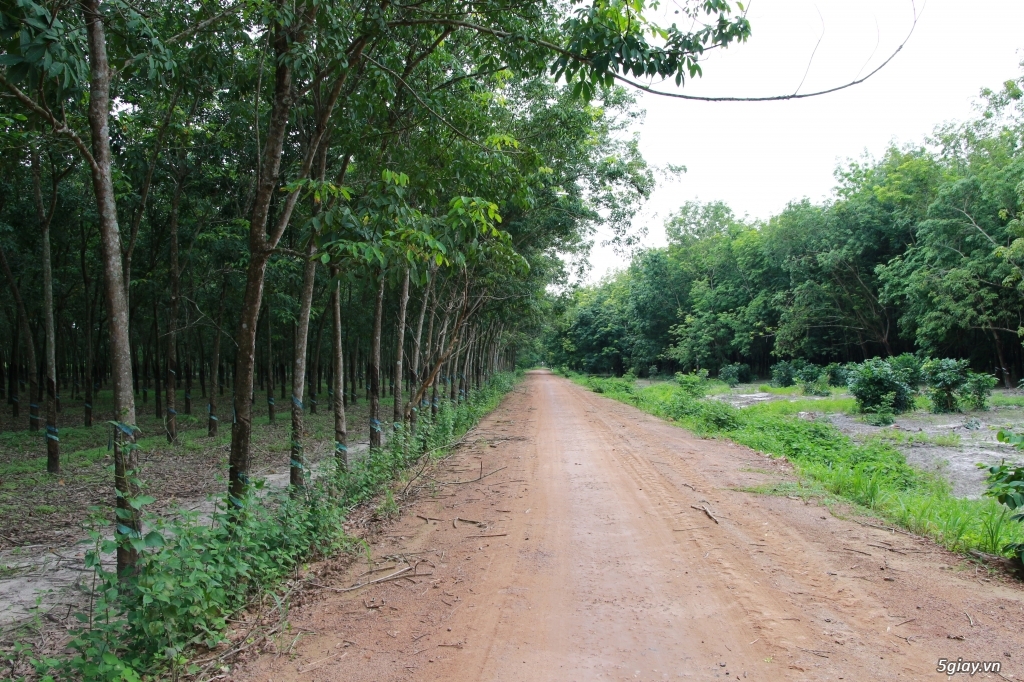 Bán đất cao su Dương Minh Châu, Tây Ninh - 1