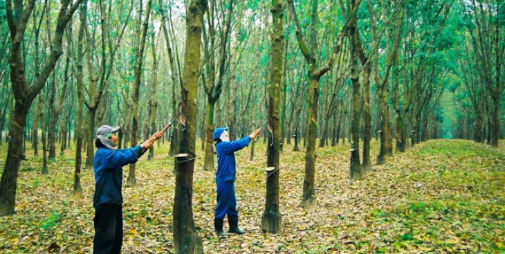 Người dân giàu lên nhờ bán đất cao su Dương Minh Châu, Tây Ninh