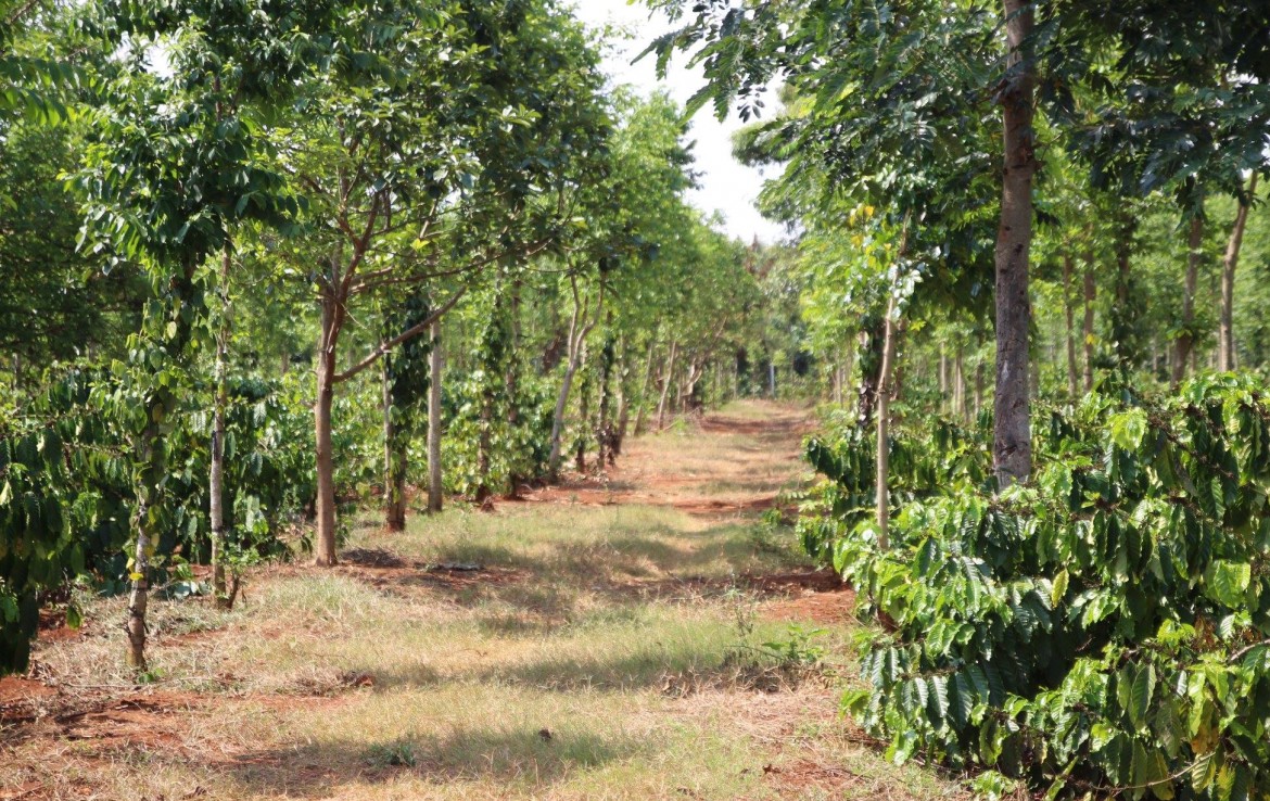 Bán đất rẫy Buôn Ma Thuột - 3