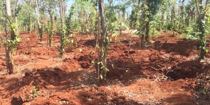 Sôi động phân khúc mua bán đất rẫy Buôn Ma Thuột (năm 2019)