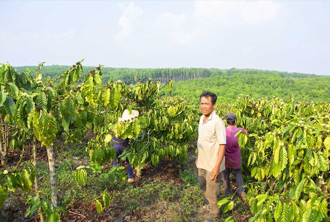 Bán đất rẫy Đắk Lắk - 1