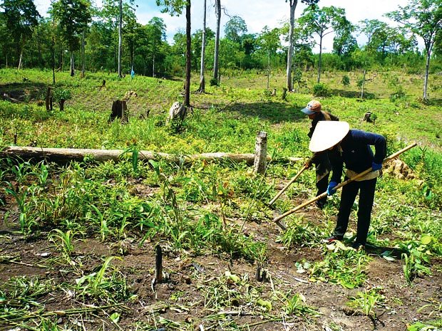 Bán đất rẫy Đắk Lắk - 2