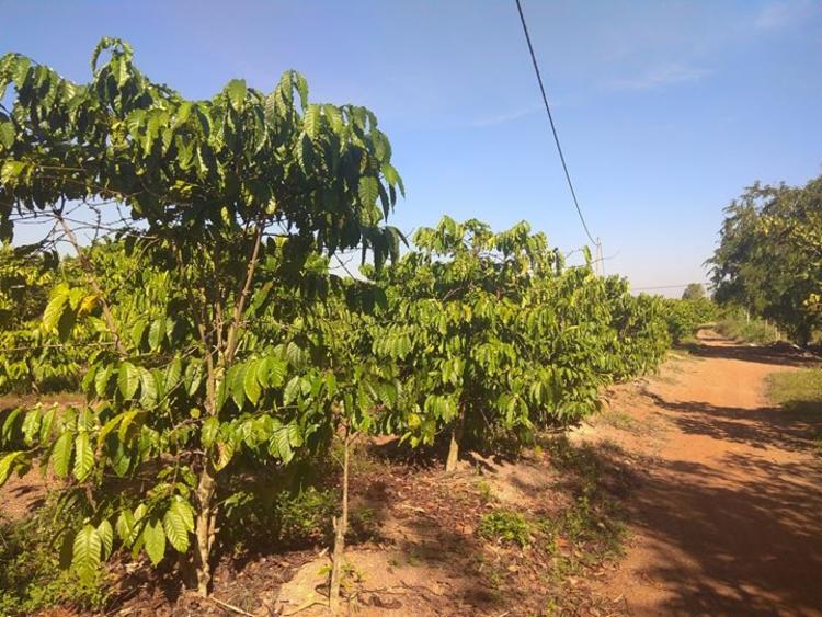 Bán đất rẫy Đắk Lắk - 4