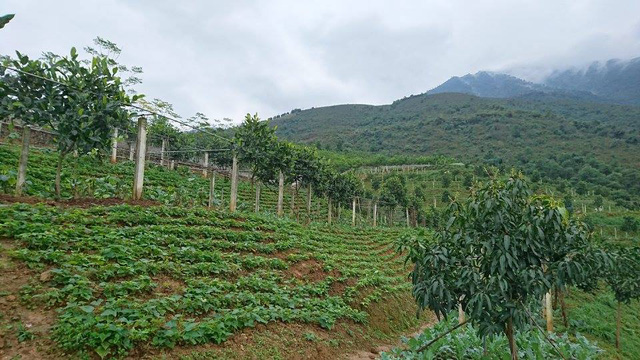 Bán trang trại Buôn Ma Thuột - 1