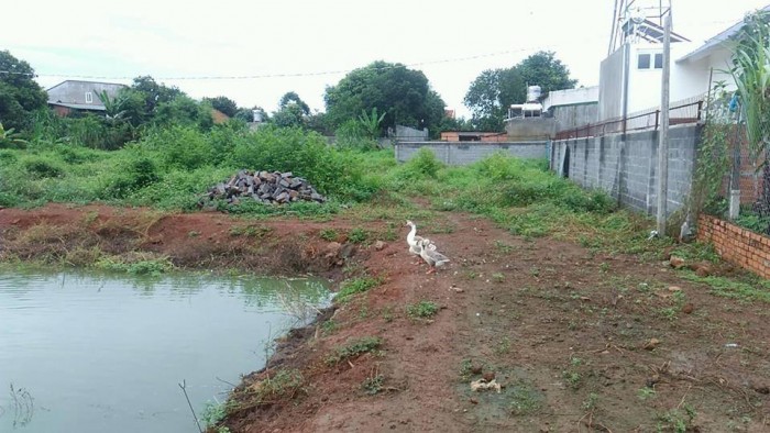 Bán đất chính chủ BMT - 1