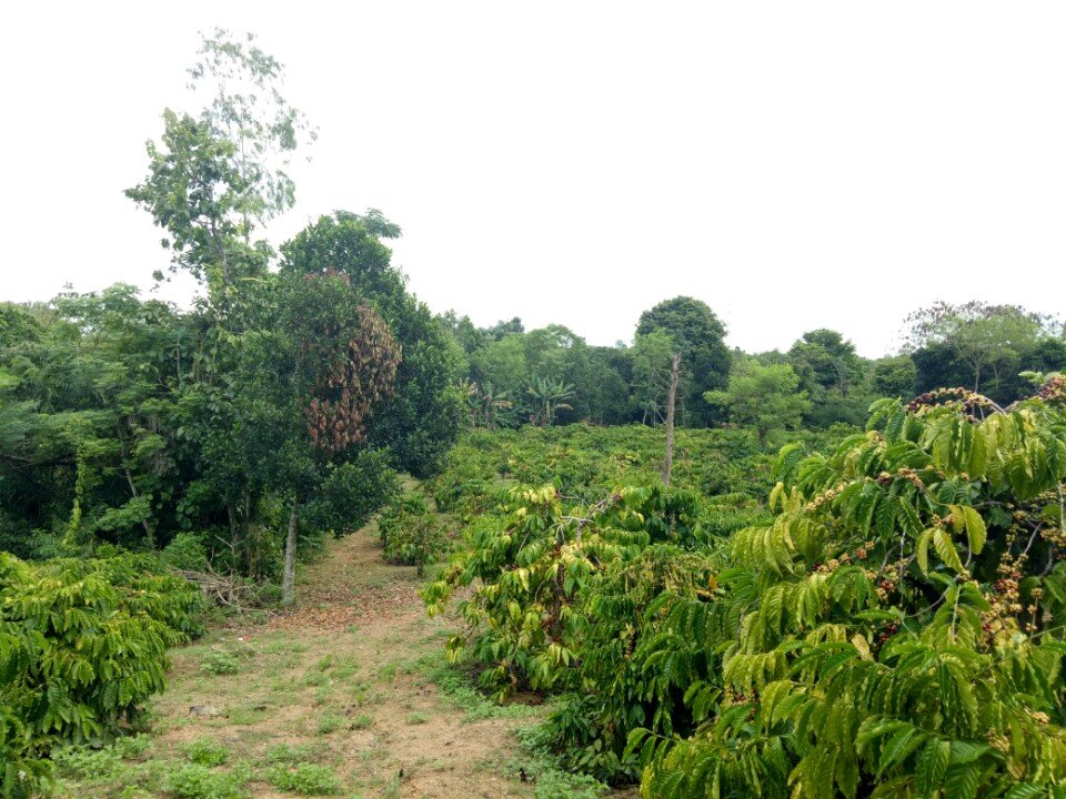 Đất rẫy Buôn Đôn - 1