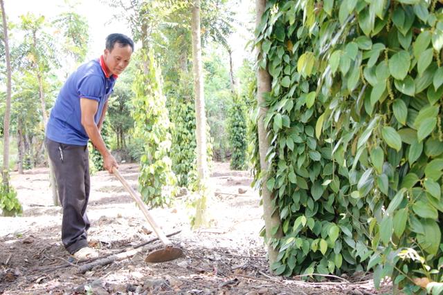 Đất rẫy Buôn Đôn - 3
