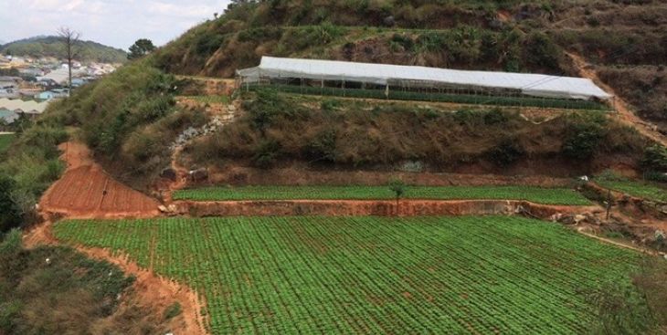 Cho thuê đất nông nghiệp Đắk Lắk thu hút dân từ nhiều nơi