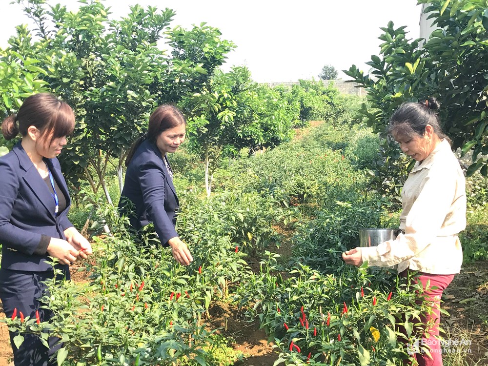 Đất vườn Gò Đen - 2