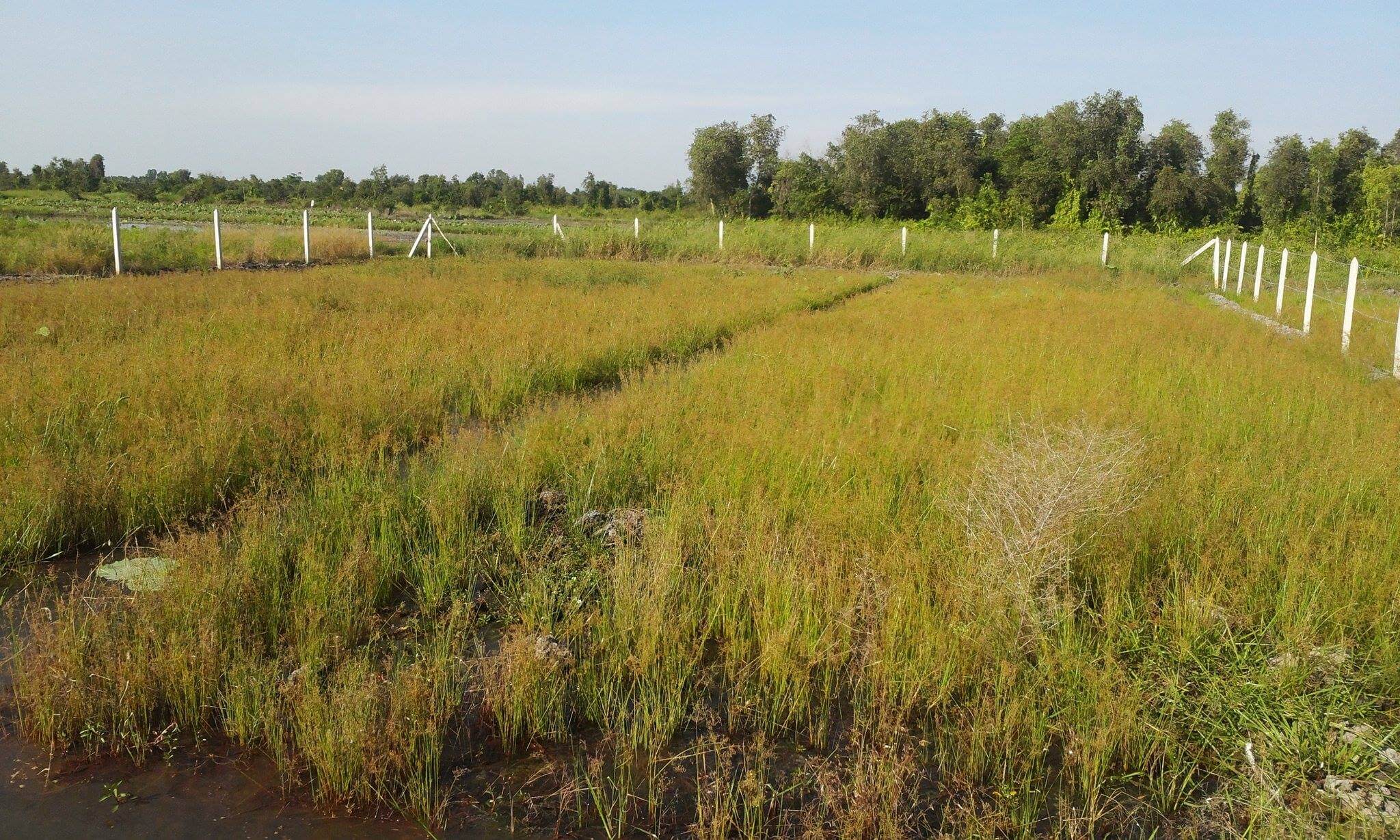 Thuê đất để thực hiện dự án đầu tư cần điều kiện gì? 2