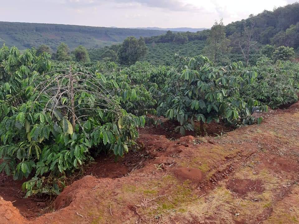 Đất rẫy Gia Lai - 4