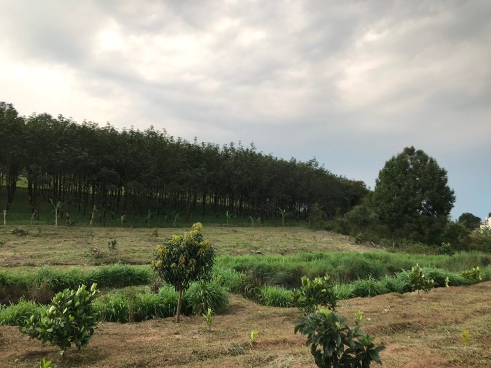 Đất rẫy Gia Lai - 1