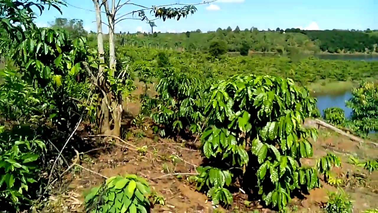 Đất rẫy Gia Lai - 2