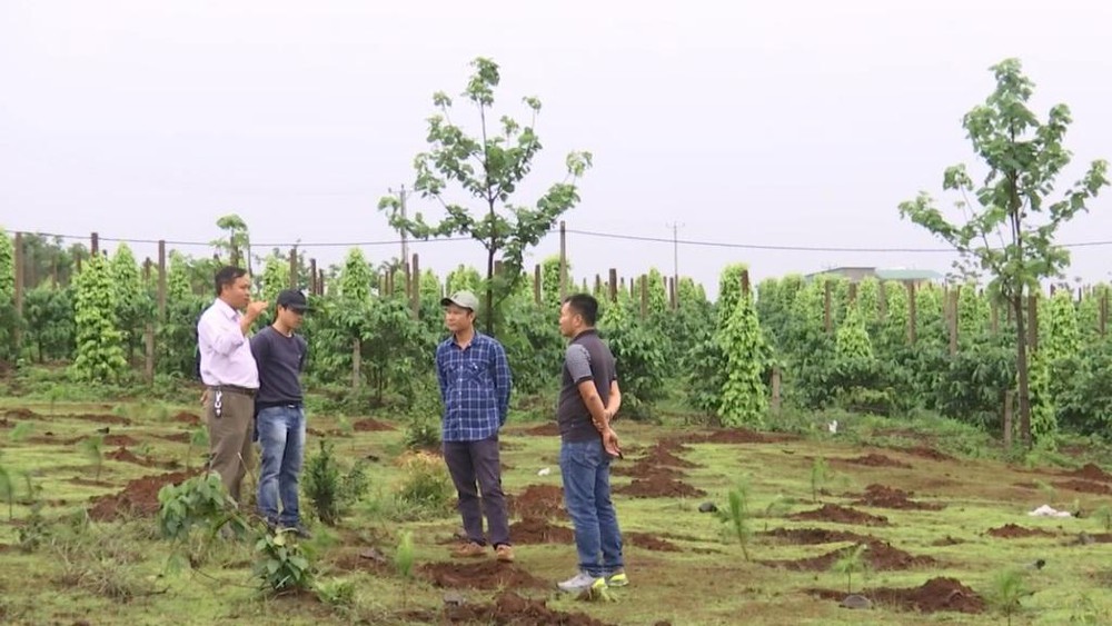 Nhà đất giá rẻ Gia Lai - 3