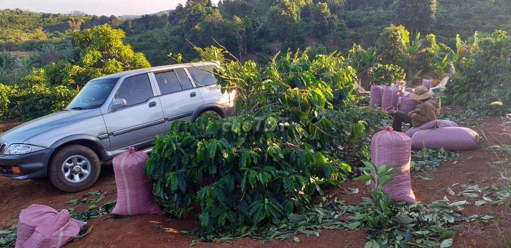 Bán đất Tuy Đức, Đắk Nông - 1