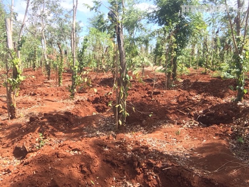 Ngân hàng Đắc Song bán đất trồng tiêu giá rẻ - 2