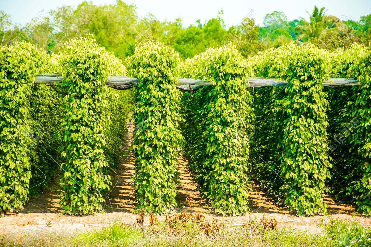 Ngân hàng Đắc Song bán đất trồng tiêu giá rẻ - 1