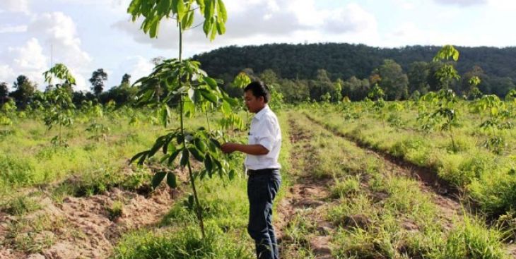 Người dân ồ ạt bán đất rẫy Đắk Nông khi giá vừa chớm tăng