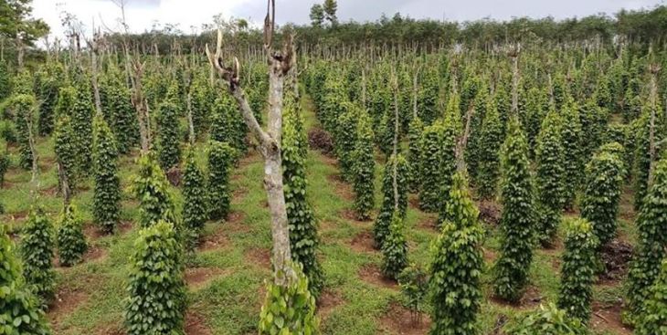 Ngân hàng Đắk Song bán đất trồng tiêu giá rẻ