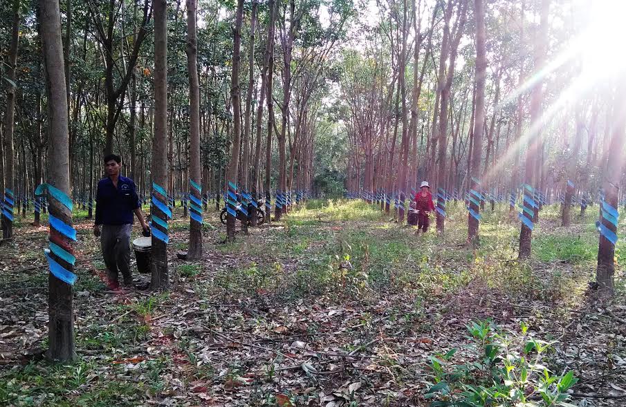 Vườn cao su tại Bù Đăng