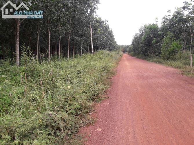 Bán đất rẫy Đồng Phú - 2