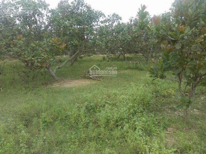 Bán đất rẫy Đồng Phú - 3