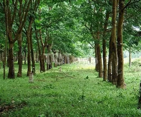Bán đất rẫy Đồng Phú - 4