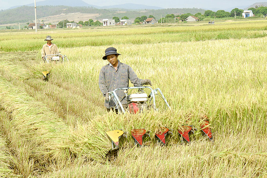 Đất nông nghiệp Gia Lai - 3