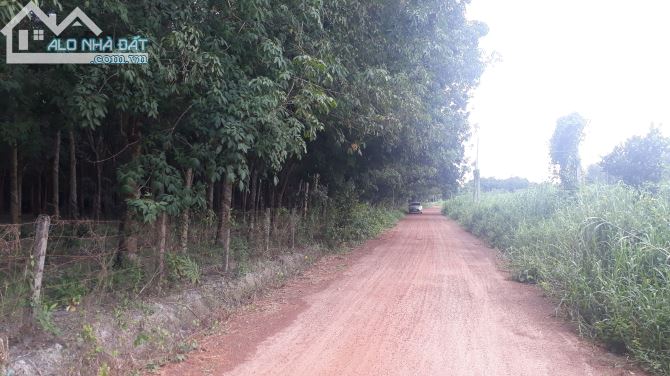 Bán đất cao su Chơn Thành - 1