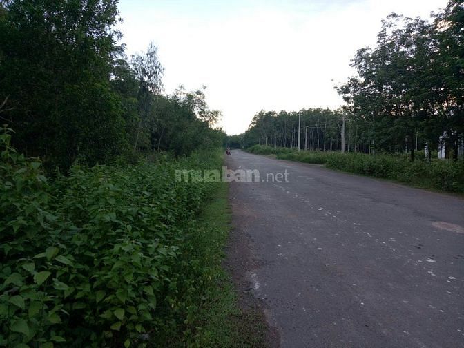 Bán đất cao su Chơn Thành - 2