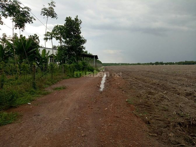Bán đất cao su Chơn Thành - 3