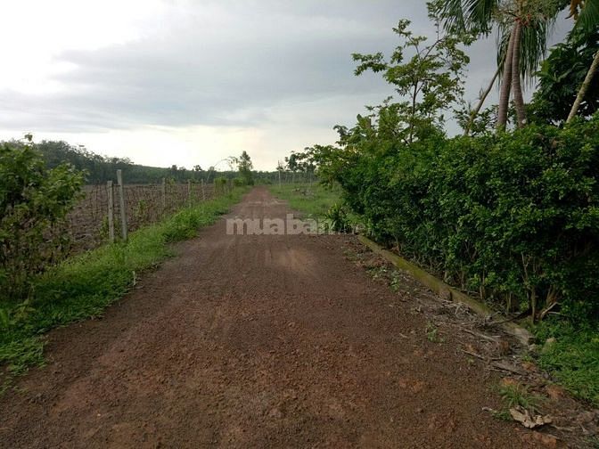 Bán đất cao su Chơn Thành - 4