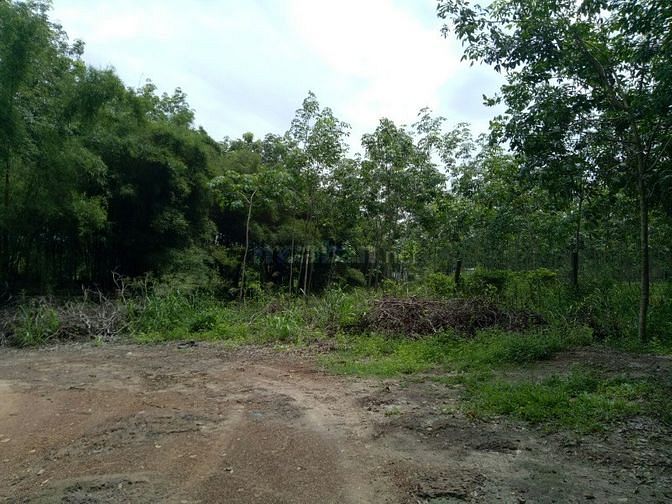 Bán đất cao su Chơn Thành - 5