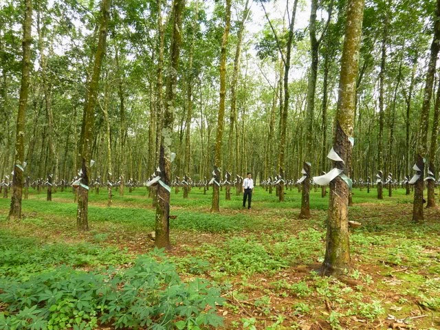 Giá vườn cao su Bù Đăng