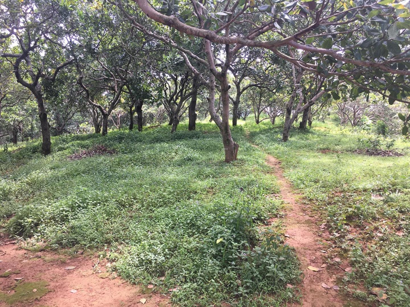 Giá vườn điều Bù Đăng