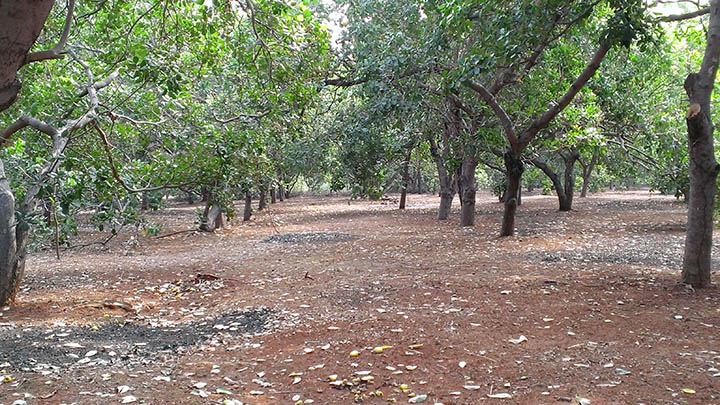 Thuê đất nông nghiệp tiết kiệm chi phí đầu tư