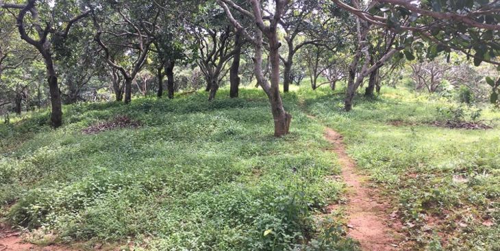 Khảo sát giá đất vườn Bù Đăng mới nhất