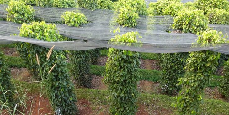 Tổng hợp khu vực cho thuê đất nông nghiệp Bình Phước mới nhất