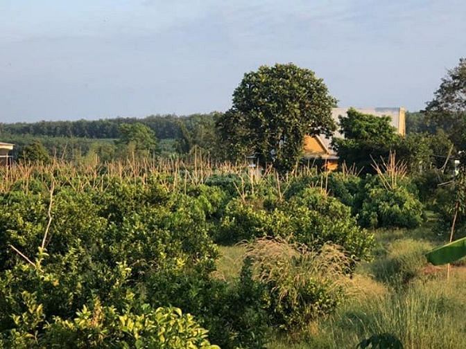 Đất nông nghiệp Chơn Thành - 1