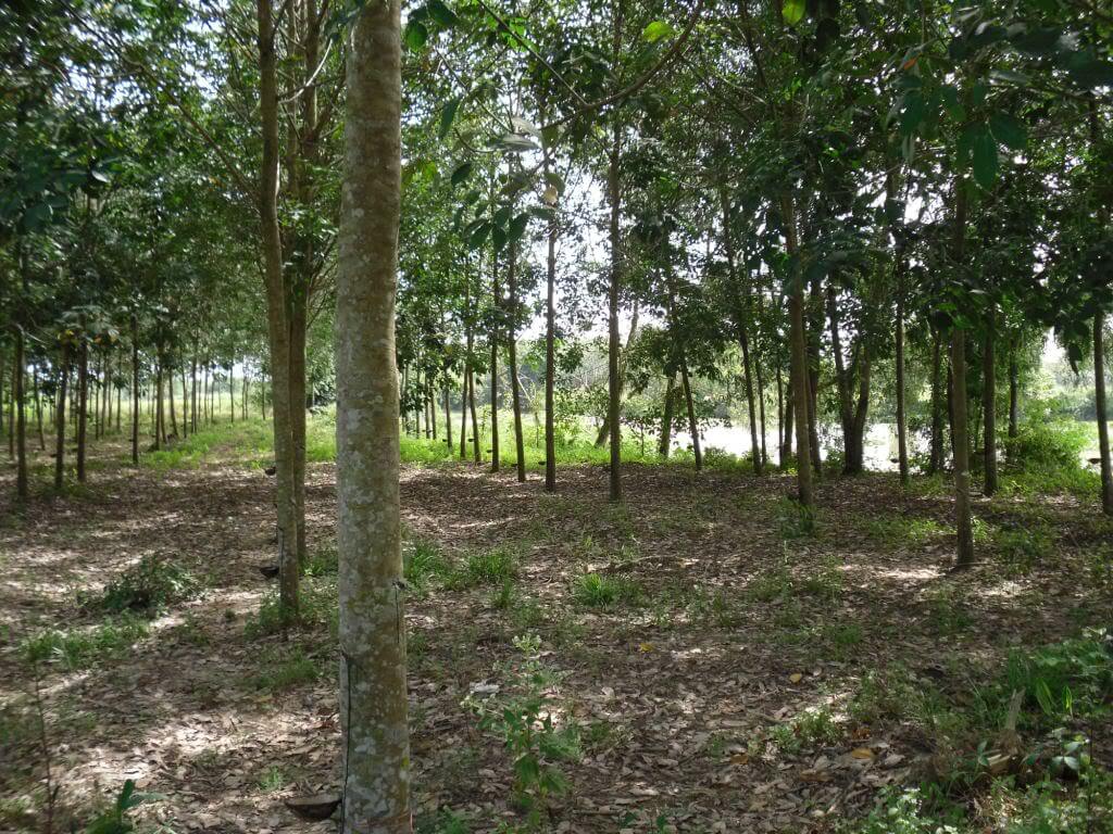 Khu vực bán đất cao su Bàu Bàng đáng chú ý năm 2019 3