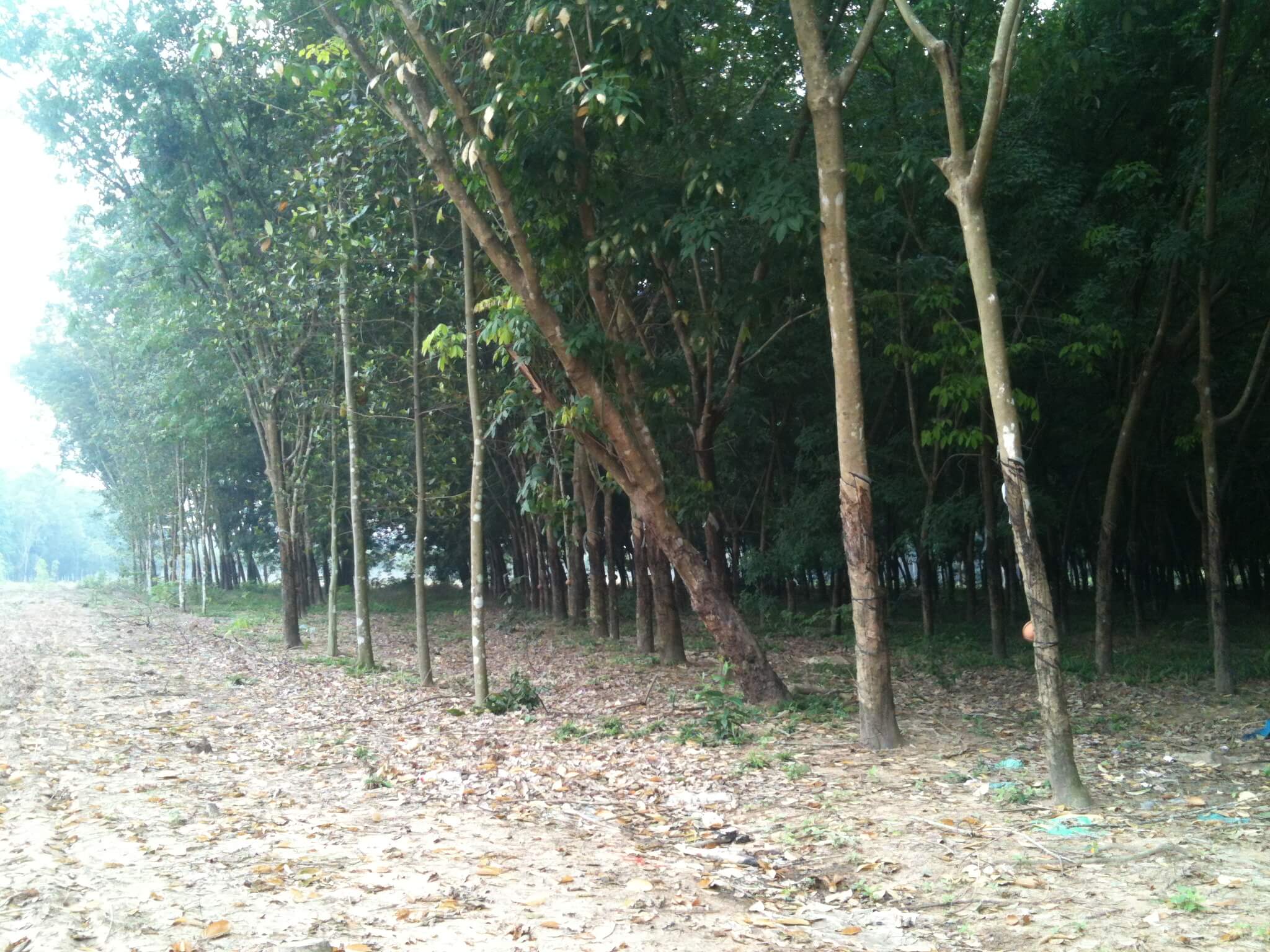 Khu vực bán đất cao su Bàu Bàng đáng chú ý năm 2019 5