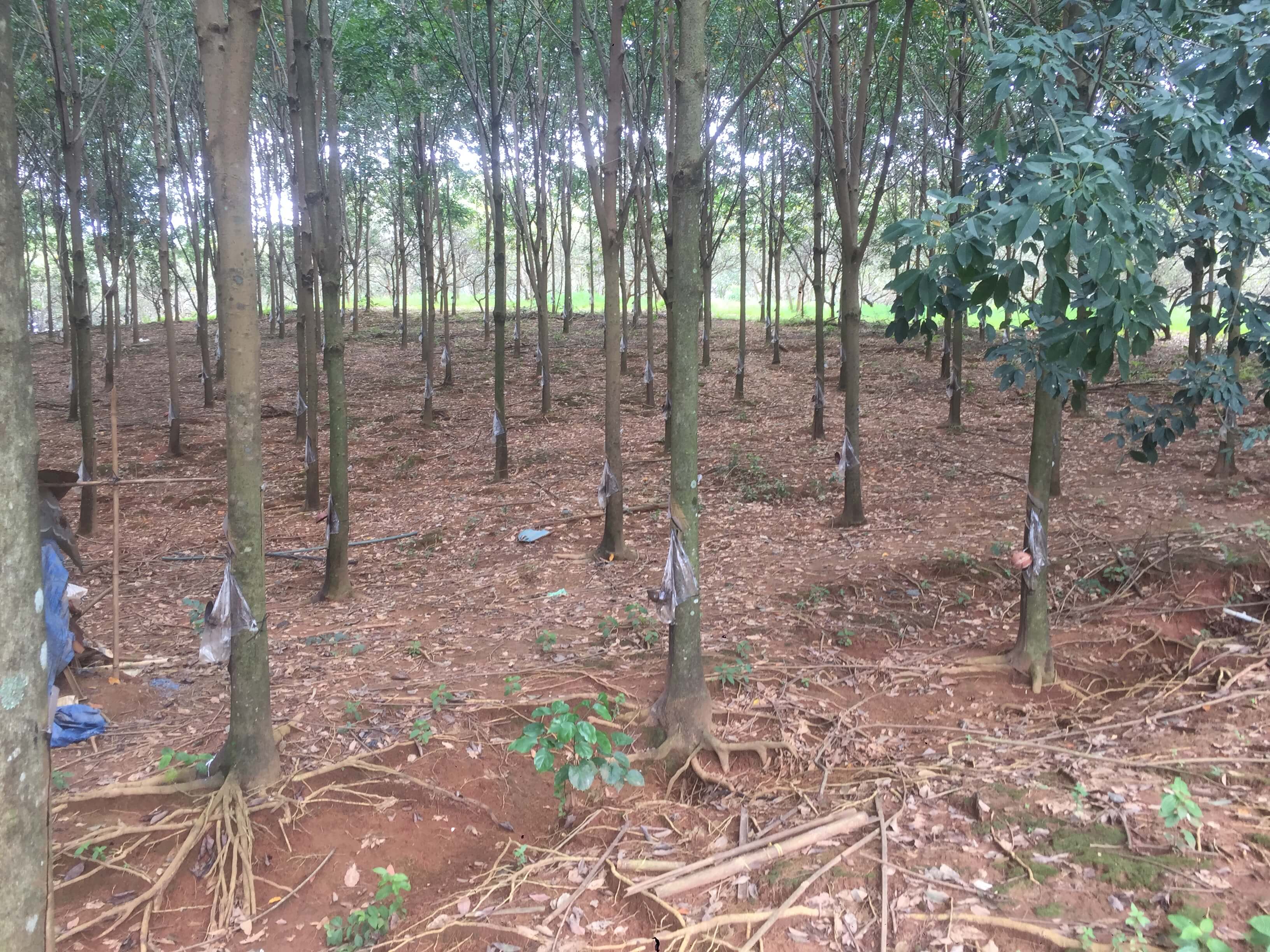 04 khu vực bán đất Lai Hưng, Bàu Bàng giá rẻ, tiềm năng 3