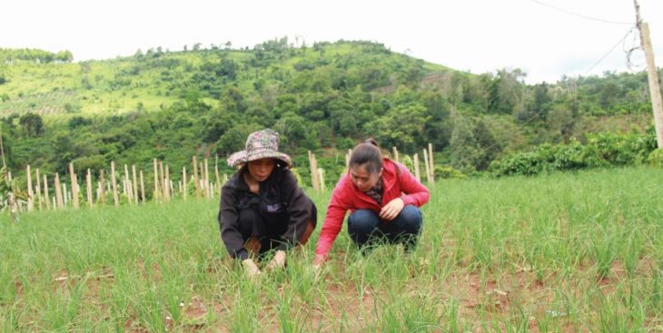 Cho thuê đất rẫy Gia Lai, những điều cần lưu ý